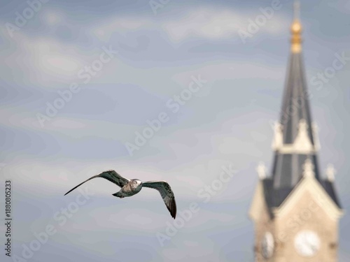 Gull in flight by the church