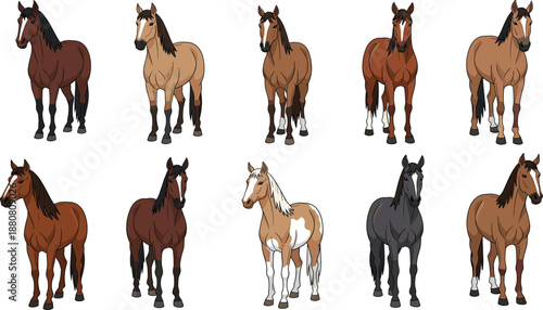 Horse Set in Different Coat Colors Vector Illustration Isolated on White Background for Farm, Animal, and Equestrian Design
