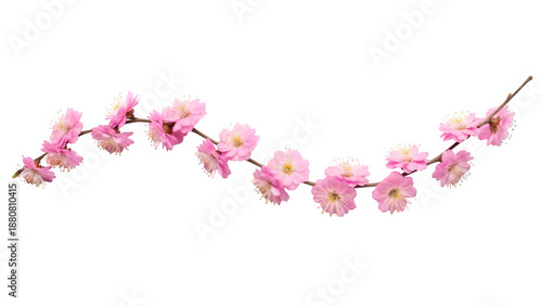 Pink flowers isolated on transparent background