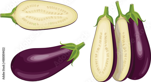 Fresh Eggplant Aubergine Set Whole and Cut Vector Illustration Isolated on White Background for Vegetable and Food Design
