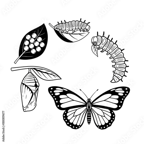Monarch Butterfly Life Cycle Stages Black and White