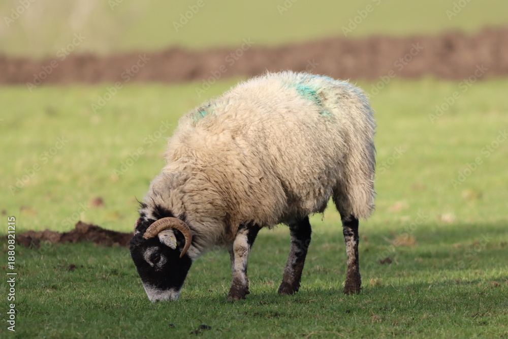 Obraz premium Sheep in a field in spring