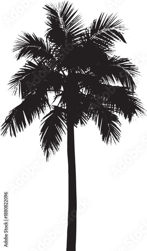 Silhouette of a palm tree with sparse leaves tropical