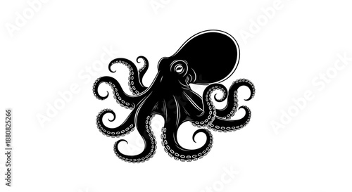 Black octopus with curled tentacles closeup.