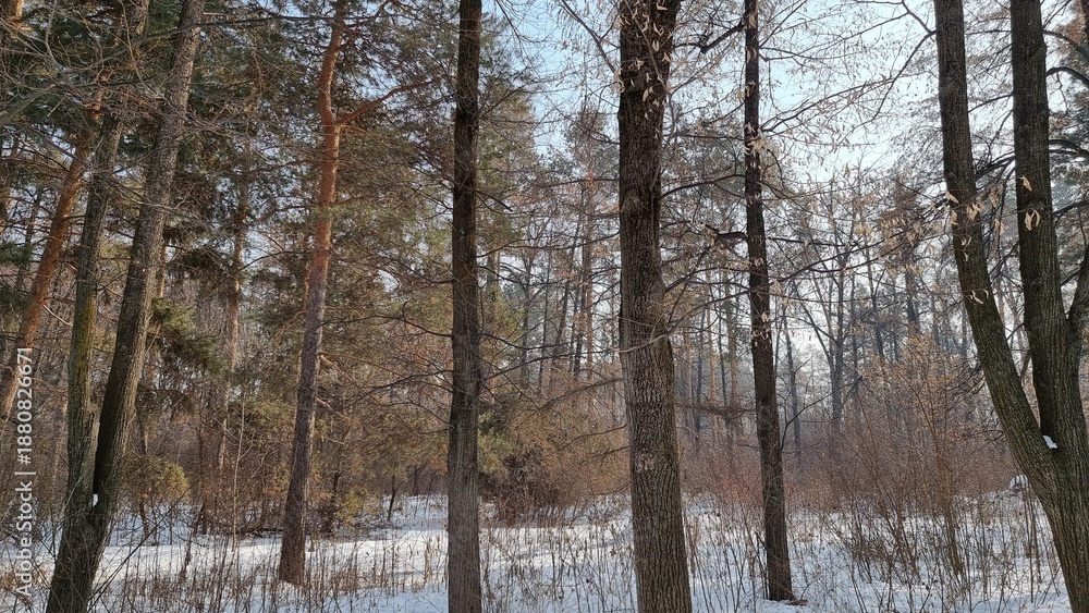 Fototapeta premium beautiful shot of snowy forest 