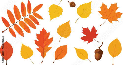Autumn Leaves Collection Flat Vector Illustration Set with Fall Foliage, Acorns, and Seasonal Nature Elements