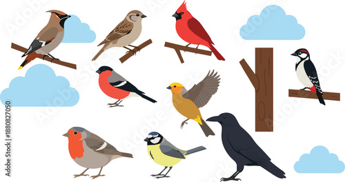 Bird Species Collection Flat Vector Illustration Set with Songbirds, Perching Birds, Clouds, and Tree Branch Elements