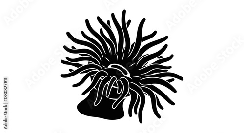 Black illustration of a sea anemone.