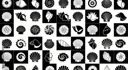 Seashells in black and white squares.