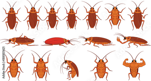 Cockroach insect collection set different poses anatomy cartoon pest illustration flat vector isolated on white background