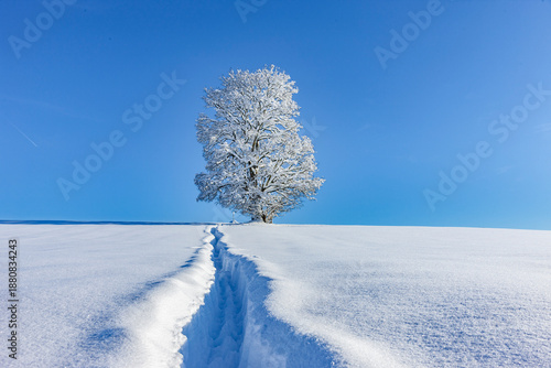 Verschneiter Pfad durch tiefen Neuschnee zu einem Baum auf einem Hügel