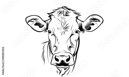 Cow Face Line Art

Cattle Head Illustration

Farm Cow Portrait

Hand Drawn Cow Face