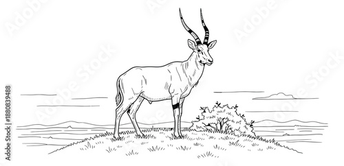 Hand drawn line art illustration of an antelope depicting it standing on a hill for wildlife themes