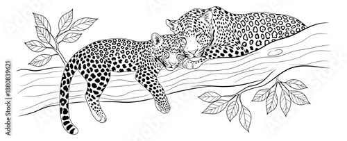 Line art illustration of two leopards depicting a peaceful rest on a tree branch for wildlife concepts