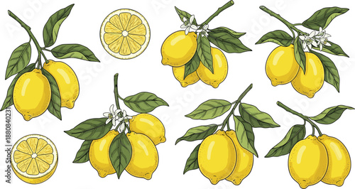 Hand drawn lemon illustration set, fresh citrus fruits with leaves flowers and slices, botanical food vector collection for packaging, kitchen decor and organic design