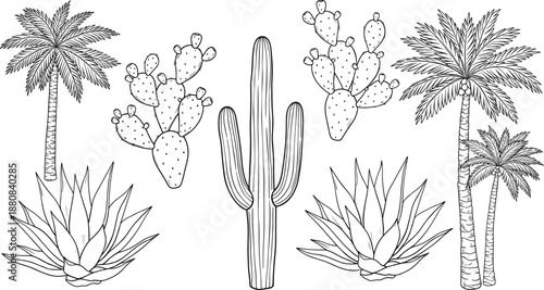Hand drawn desert plants illustration set, cactus agave and palm trees vector line art collection for tropical botanical design and coloring projects