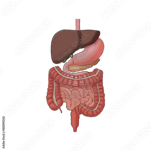 Detailed anatomical illustration of the human digestive system viewed from the front