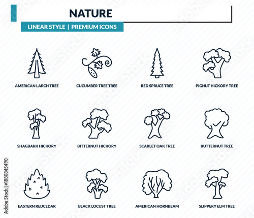 nature icons set - american larch tree, cucumber tree tree, red spruce butternut slippery elm outline vector collection.