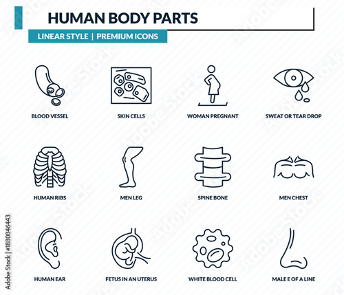 human body parts icons set - blood vessel, skin cells, woman pregnant, men chest, male e of a line outline vector collection.