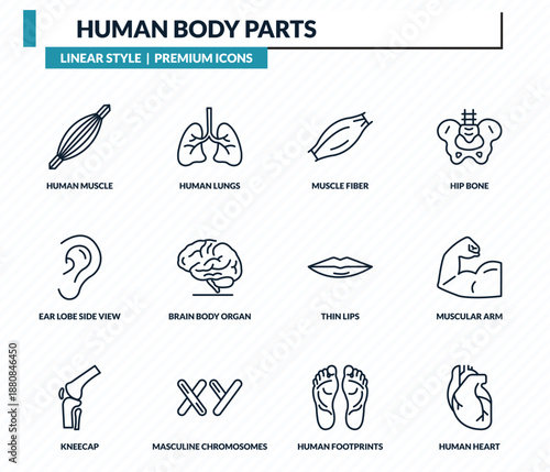 human body parts icons set - human muscle, human lungs, muscle fiber, muscular arm, heart outline vector collection.