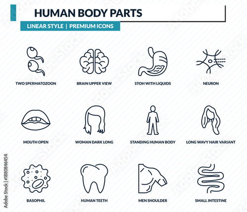 human body parts icons set - two spermatozoon, brain upper view, stoh with liquids, long wavy hair variant, small intestine outline vector collection.