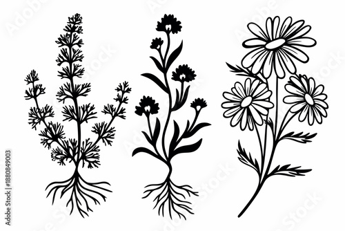 Silhouette of three botanical plants with roots and flowers