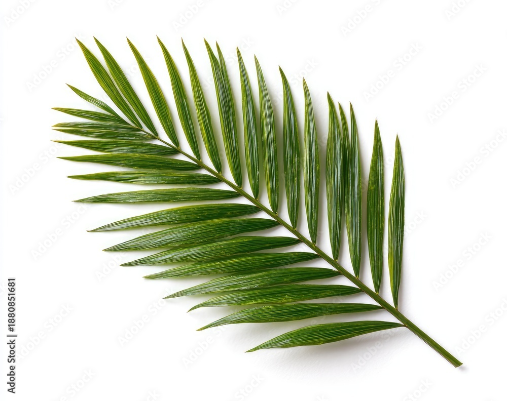 Obraz premium A single, bright green palm frond lays diagonally across a white background