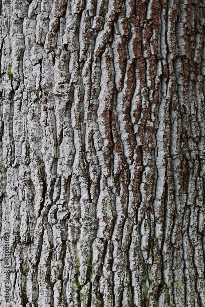 Obraz premium Close up of oak tree bark