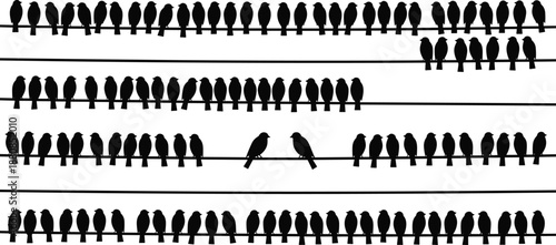 Bird silhouettes perched on power lines illustration set, large flocks sitting on wires, minimal black animal shapes, wildlife nature background isolated on white