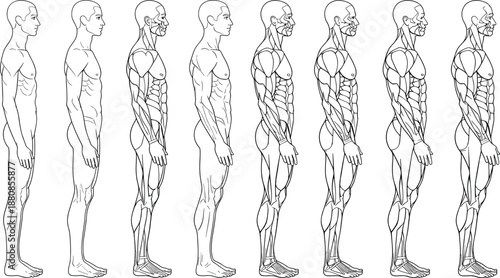 Male anatomy side view vector illustration set, human muscular and skeletal body structure progression, medical anatomical outline drawings, fitness science education reference