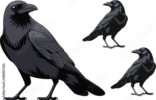 Black raven illustration set isolated on white background, detailed bird artwork collection for wildlife, gothic symbolism, nature themed design projects