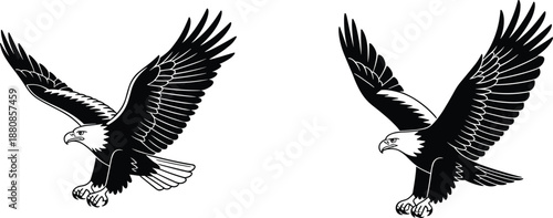 Flying eagle illustration set isolated on white background, detailed black and white bird of prey artwork for wildlife, freedom design projects