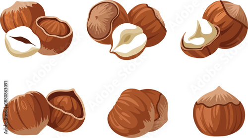 Hazelnut Kernel and Cracked Shell Vector Set – Nut and Husk Illustration