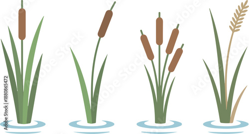 Swamp and Water Plants Vector Set – Reeds, Cattails, and Marsh Vegetation