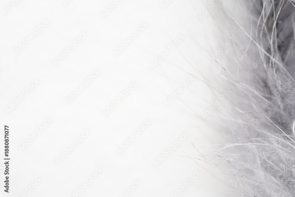Fototapeta premium fur background