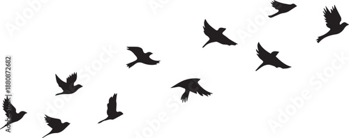 birds in flight
