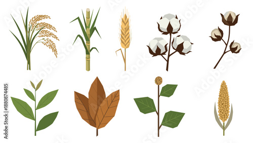 Flat agricultural plants set with grains and leaves