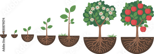 Plant growth stages vector illustration, tree life cycle from seed to flowering and fruiting apple tree, underground roots diagram, botanical education infographic
