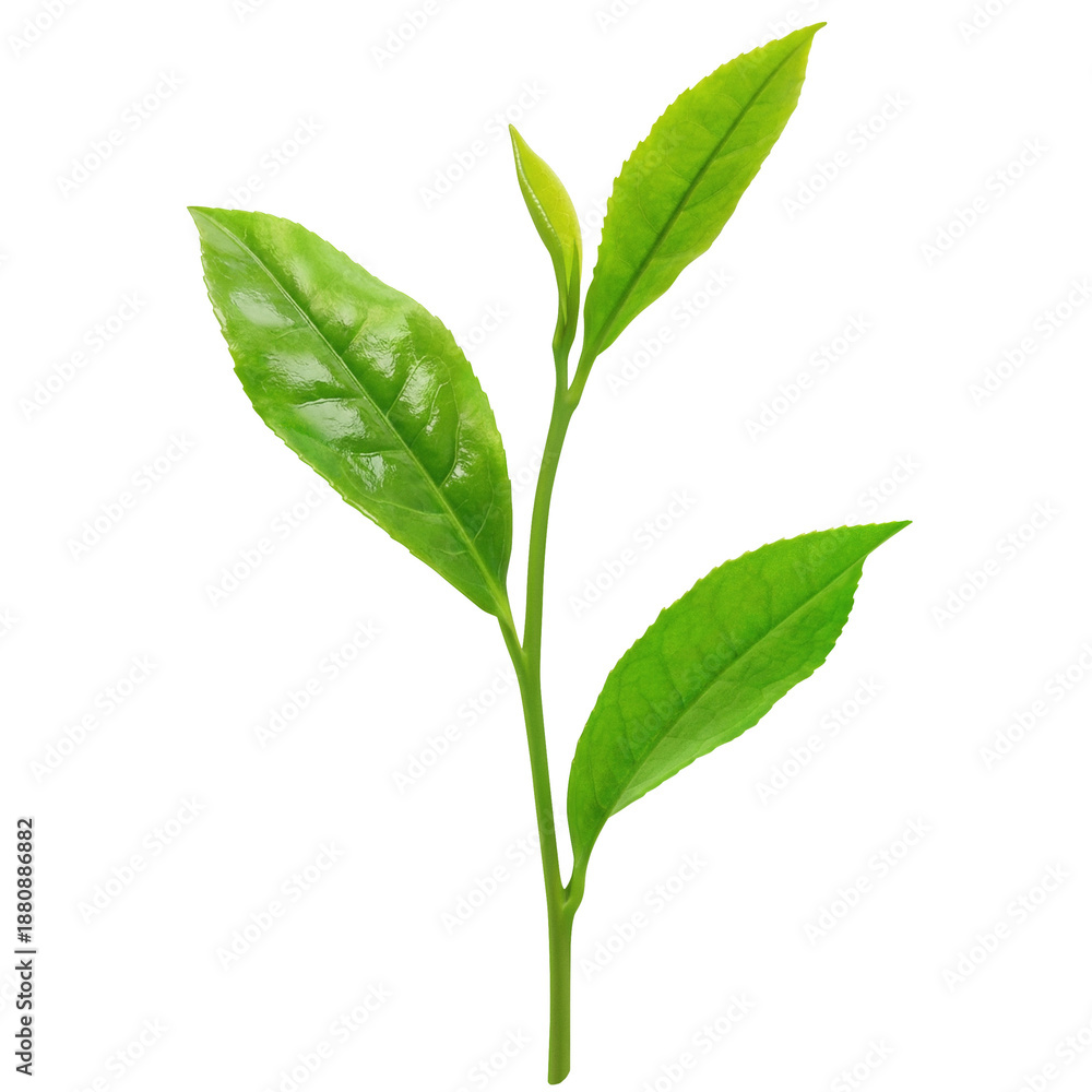 Obraz premium 茶葉 お茶の葉 イラスト リアル 