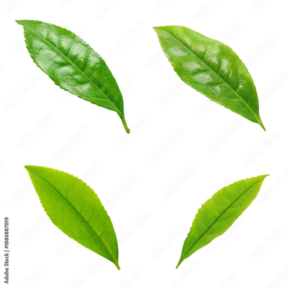 Obraz premium 茶葉 お茶の葉 イラスト リアル 