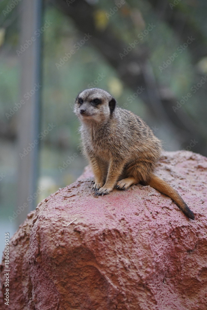 Fototapeta premium meerkat portrait