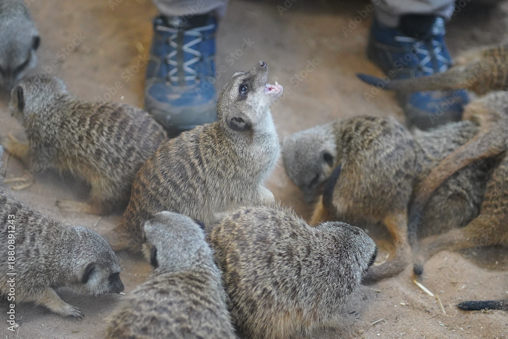 Fototapeta premium that meerkat has something to say