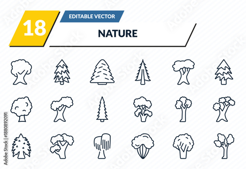 nature icons set - butternut tree, red pine tree, white spruce tree, black walnut eastern cottonwood outline vector collection.