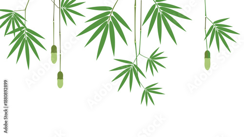 Bamboo foliage hanging on white background with minimalist green leaves