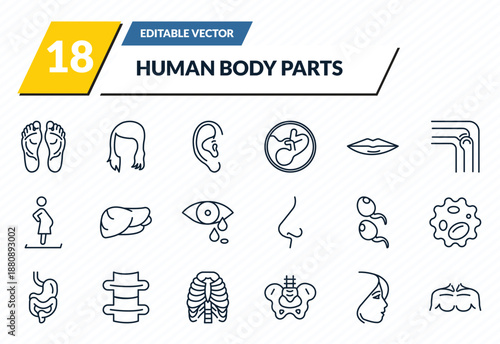 human body parts icons set - human footprints, woman dark long hair, human ear, face of a woman, men chest outline vector collection.