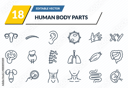 human body parts icons set - human uterus, human eyebrow, ear lobe side view, small intestine, fetus in an uterus outline vector collection.