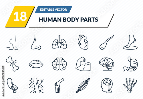 human body parts icons set - tiptoe feet, male e of a line, human lungs, brain inside human head, hand bones outline vector collection.