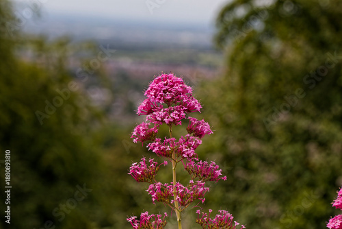 Wild pink flowers in the countryside