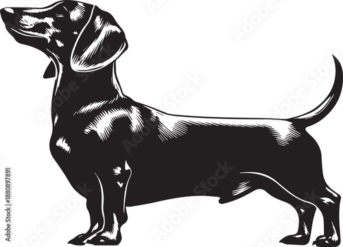 Dachshund Dog Silhouette Black Vector Illustration
