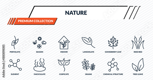 nature icons set - perfoliate, season, indoor, fasciculate, tree leave outline vector collection.